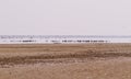 A flock of Lesser Flamingos in Nata Bird Santuary