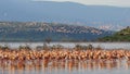 Flock of lesser flamingos take flight lake bogoria, kenya Royalty Free Stock Photo