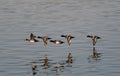 Flock of Lesser Scaups / Ducks Royalty Free Stock Photo