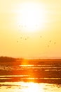 A flock of Lesser Whistling-Duck flying against golden sun setting over the lake in summer Royalty Free Stock Photo