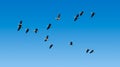 Flock of Lesser Whistling Ducks Flying in Blue Sky Royalty Free Stock Photo