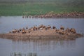 Flock of Lesser whistling ducks in Keoladeo Ghana National Park, Bharatpur, India.