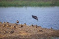 Flock of Lesser whistling ducks in Keoladeo Ghana National Park, Bharatpur, India. Royalty Free Stock Photo