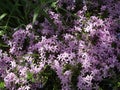 Phlox with lilac small flowers that look like stars. Royalty Free Stock Photo