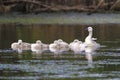 Flock of little baby mute swans