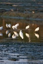 Flock of little egrets standing in shallow waters Royalty Free Stock Photo