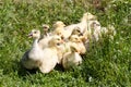 A flock of little geese grazing in green grass Royalty Free Stock Photo