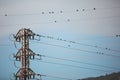 Flock of little sparrows standing on lines of electric wire cable steel pole