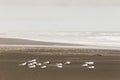 Flock of little terns on black sand beach