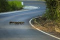 Flock of little wild boar crossing road in khao yai national par