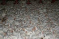 Flock of live chickens inside industrial poultry house.