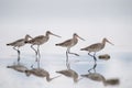 A flock of lively black tailed godwit