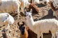 Flock of Llama resting on the ground Royalty Free Stock Photo