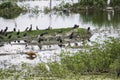 Flock Local and Migratory Birds in the Wetland of India Royalty Free Stock Photo