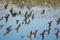A flock of Long-billed dowitchers flying in the air.