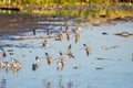 A flock of Long-billed dowitchers making a landing.