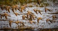 Flock of Long-billed dowitchers take flight in Florida Royalty Free Stock Photo