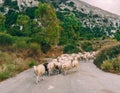 Flock of long haired sheep with bald heads crossing the street on the island of Crete