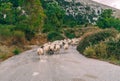 Flock of long haired sheep with bald heads crossing the street on the island of Crete