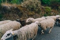 Flock of long haired sheep with bald heads crossing the street on the island of Crete