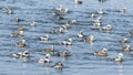 Flock of long-tailed duck (Clangula Hyemalis) in Tommy Thompson park, Toronto, Canada Royalty Free Stock Photo