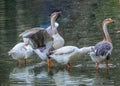 Flock of lovely Domestic Goose on the shallow water drying their wings after swimming in the pond