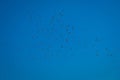 A flock of lovely storks migrating freely in the deep blue sky Royalty Free Stock Photo