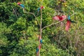 flock of macaws standing in a three in the peruvian Amazon jungle at Madre de Dios Peru Royalty Free Stock Photo