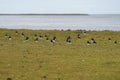 Flock of Magellanic Oystercatcher on Bleaker Island. Royalty Free Stock Photo