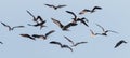 Magnificent frigate bird in flight Royalty Free Stock Photo