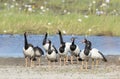 Flock of Magpie geese. Royalty Free Stock Photo