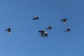 A flock of magpies with light wings is flying on the blue sky background