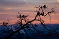 Flock of magpies sitting on a tree during sunrise