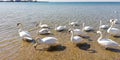 A flock of majestic white swans ÃÂº sea water on a sunny day