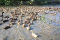 A flock of Mallard Ducks and Drakes Swimming in the Lake at Dhaka Lakeside, Bangladesh