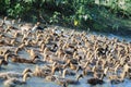 A flock of Mallard Ducks and Drakes Swimming in the Lake at Dhaka Lakeside, Bangladesh