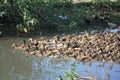 A flock of Mallard Ducks and Drakes Swimming in the Lake at Dhaka Lakeside, Bangladesh