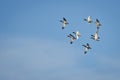 Flock of Mallard Ducks Flying in Blue Sky Royalty Free Stock Photo