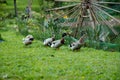 Flock of Mallard ducks grazing in the garden. Mallard duck walking on the grass