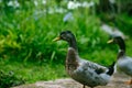 Flock of Mallard ducks grazing in the garden. Mallard duck walking on the grass