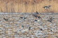 Flock of mallard ducks land on a field