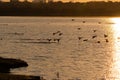 Flock of Mallard Ducks landing on lake just after sunrise Royalty Free Stock Photo