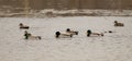 Flock of mallard ducks swimming in a tranquil lake