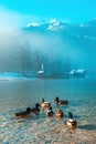 Flock of mallard wild ducks swimming in Bohinj lake in cold misty winter morning