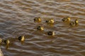 Malards ducklings floating on the edge of the lake Royalty Free Stock Photo