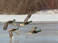 Flock of Mallards Royalty Free Stock Photo