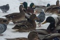 flock of mallards Royalty Free Stock Photo