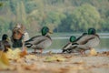 Flock of mallards, and a single Egyptian goose standing near the lake   in a park during fall Royalty Free Stock Photo