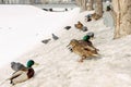 Flock of the mallards on the snow. Ducks on the river in winter. ty Royalty Free Stock Photo