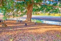 The flock of mallards in Stadtpark, Vienna, Austria Royalty Free Stock Photo